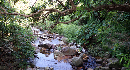 Tung Chung Stream (eastern tributary)
