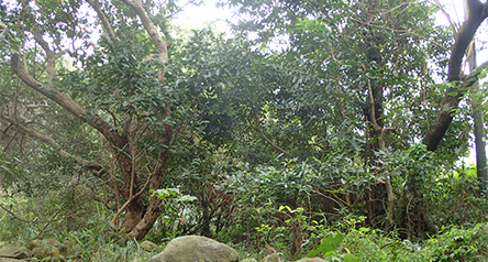 Tung Chung Stream (eastern tributary)