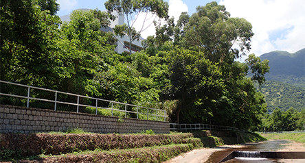 Tung Chung Stream (eastern tributary)