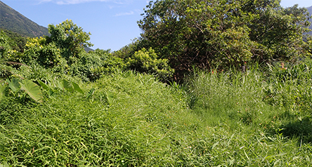 Tung Chung Stream (eastern tributary)