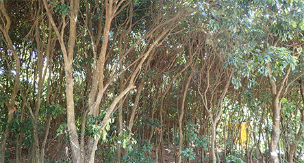 Tung Chung Stream (eastern tributary)