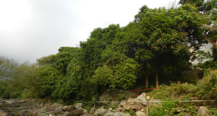 Tong Fuk River