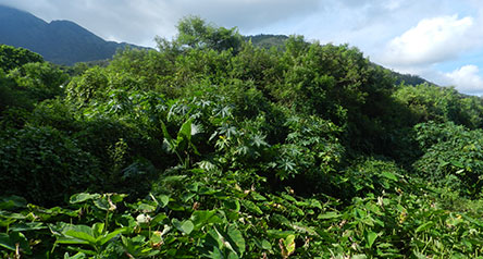Tong Fuk River
