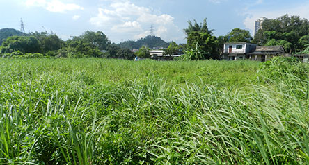 Ping Yuen River