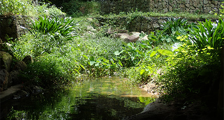Ngong Ping Stream