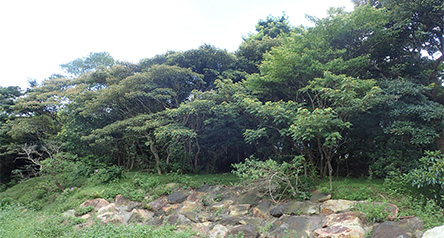 Ngong Ping Stream