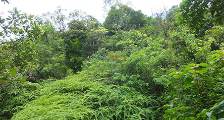 Wong Lung Hang Channel
