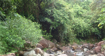Tai Tei Tong Stream
