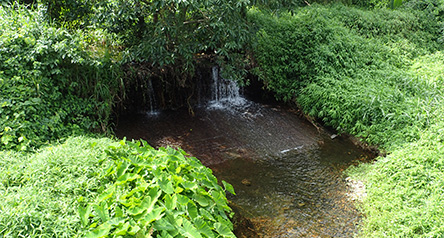 Shek Kong Stream