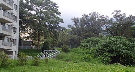 Shek Kong Stream