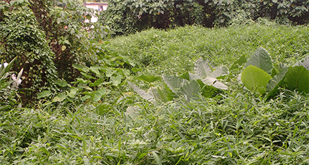Shek Kong Stream