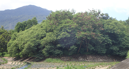 Kam Tin River South