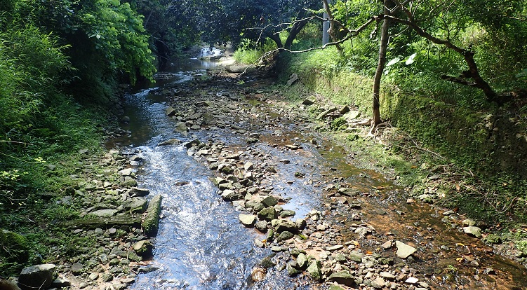 Pak Ngan Heung Stream