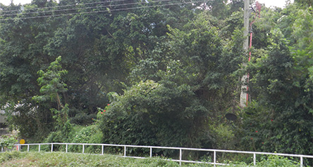 Ho Chung River Main