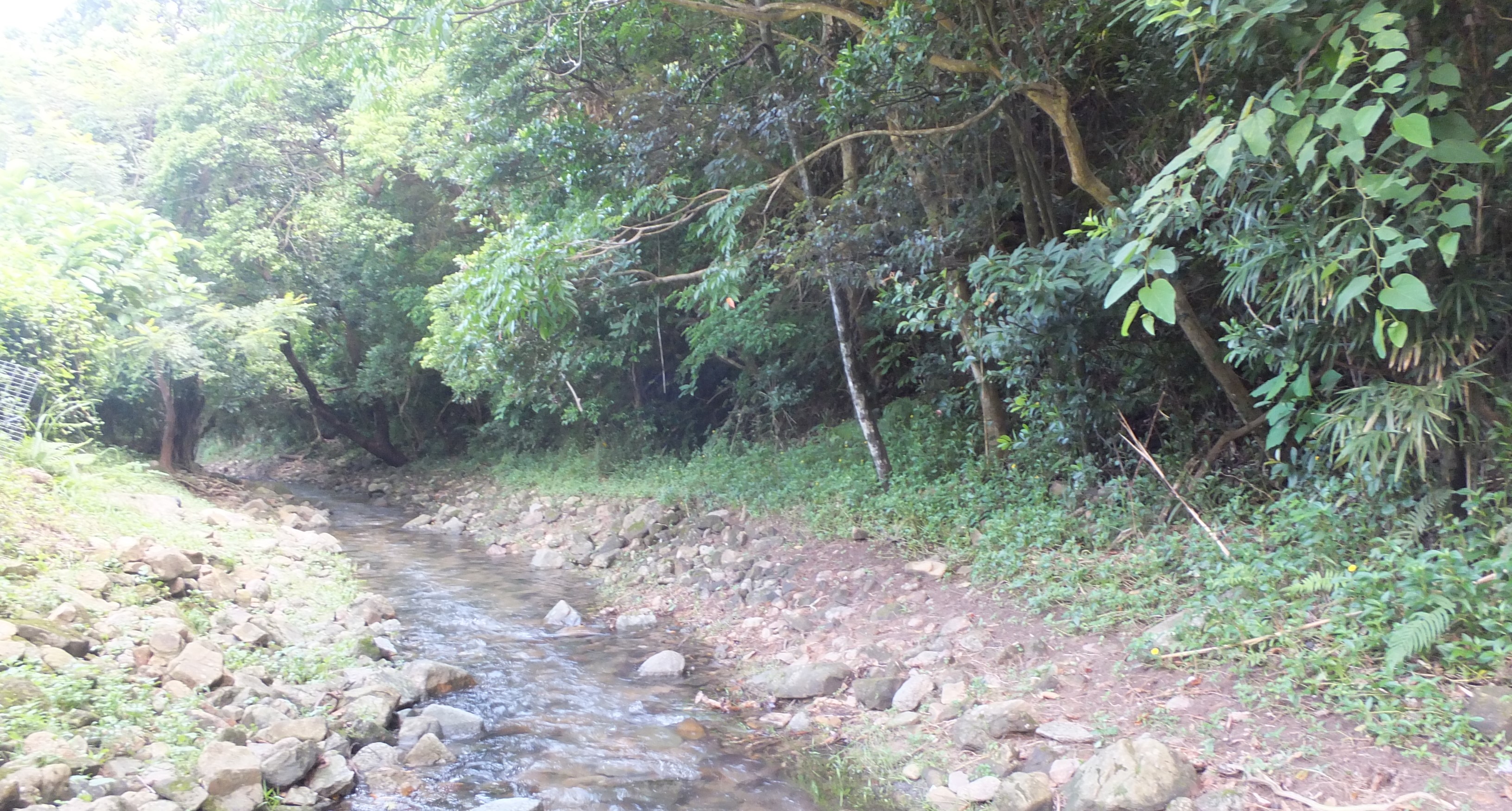 Deep Water Bay Stream