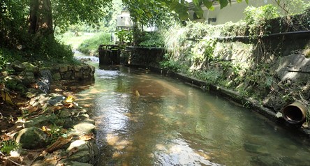 Deep Water Bay Stream