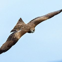 Black Kite