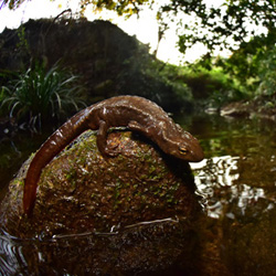 Hong Kong Newt