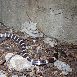 Many-banded Krait