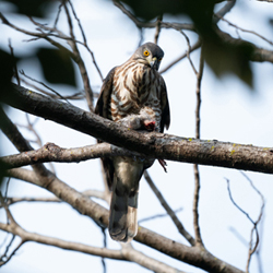Accipiter trivirgatus