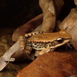 Hylarana latouchii