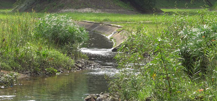 Riparian Vegetation