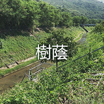 樹蔭