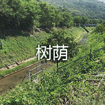 树荫
