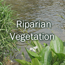 Riparian Vegetation