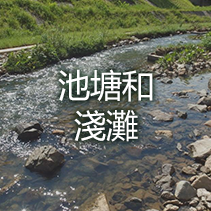 池塘和淺灘
