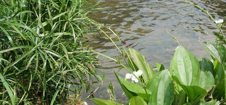 Riparian Vegetation