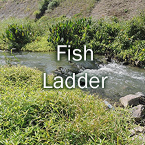 Fish Ladder