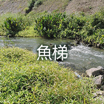 魚梯