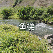 鱼梯