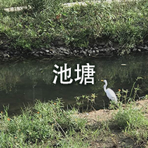 池塘