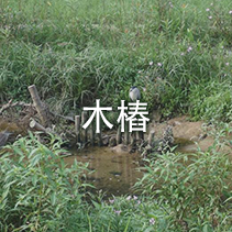 木樁