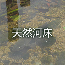 天然河床