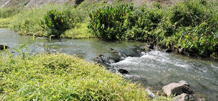 Fish Ladder