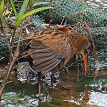 Rallus indicus