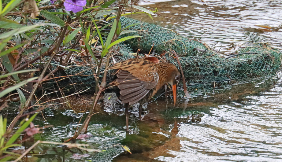 Rallus indicus
