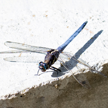 Orthetrum glaucum