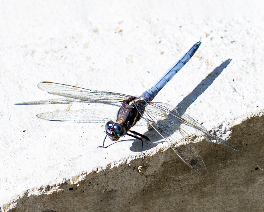 Orthetrum glaucum