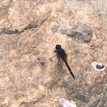 Trithemis festiva