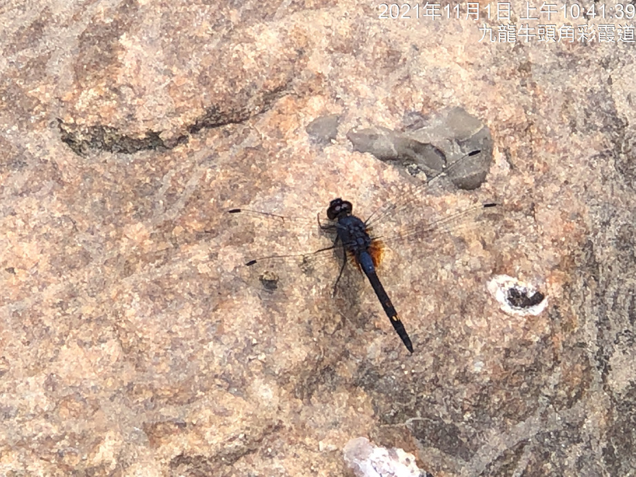Trithemis festiva