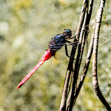Orthetrum pruinosum neglectum