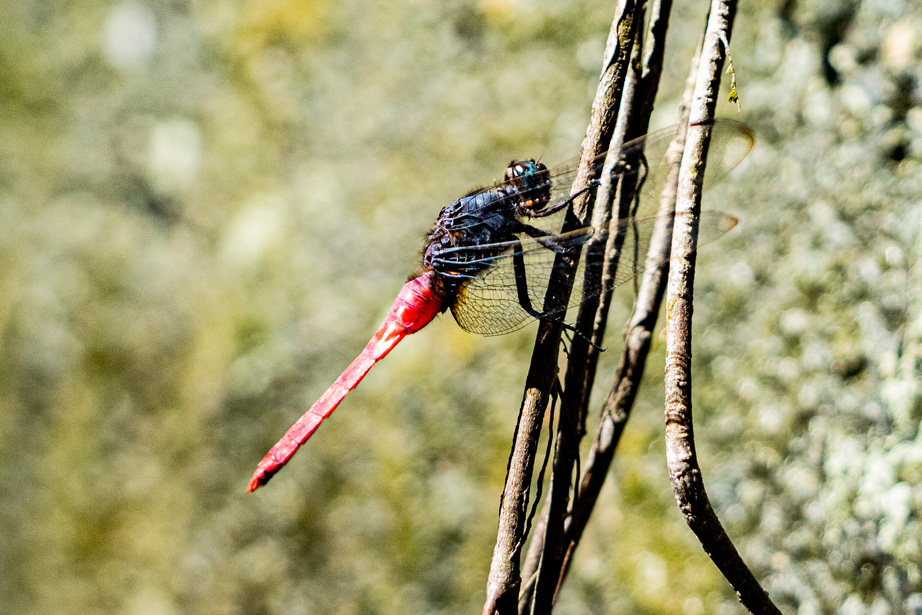 Orthetrum pruinosum neglectum