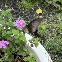 Papilio bianor