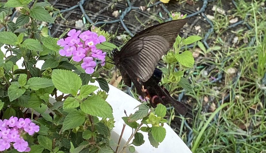 Papilio bianor
