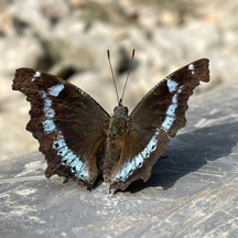 Kaniska canace