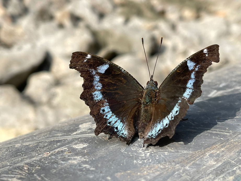 Kaniska canace
